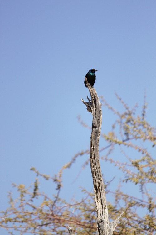 Namibie_NamibDesert_2015_Img0012