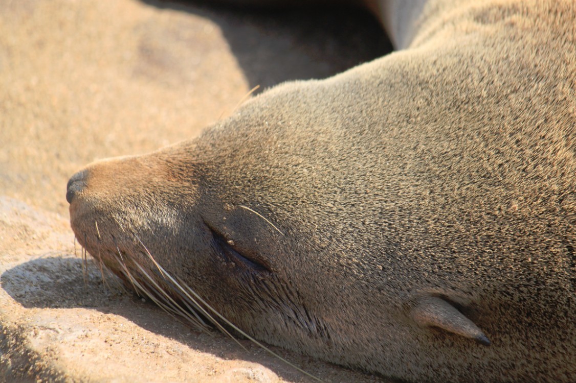 Namibie_CapeCross_2015_Img0014