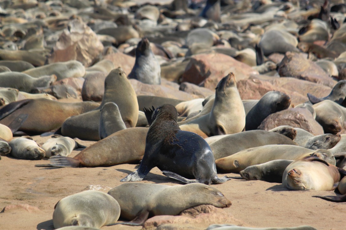 Namibie_CapeCross_2015_Img0018