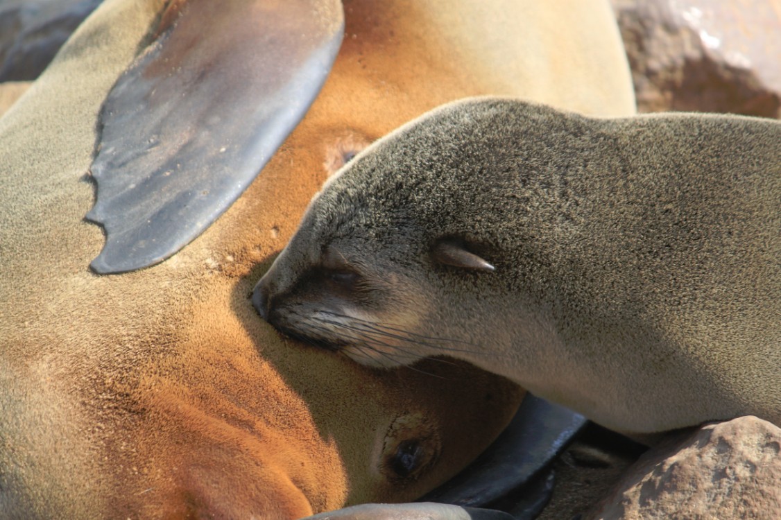 Namibie_CapeCross_2015_Img0027