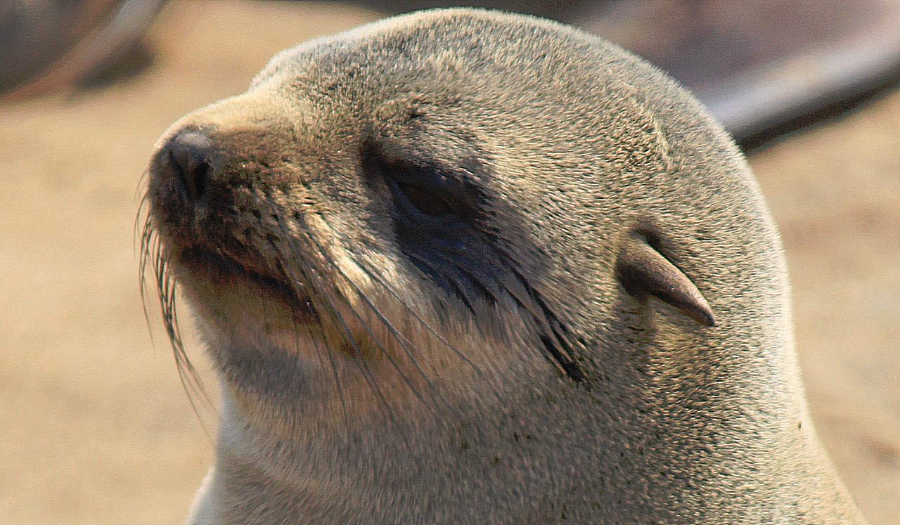 Namibie_CapeCross_2015_Img0049