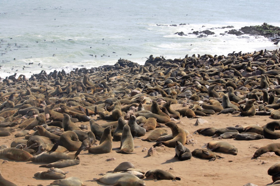 Namibie_CapeCross_2015_Img0050