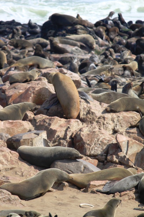 Namibie_CapeCross_2015_Img0051