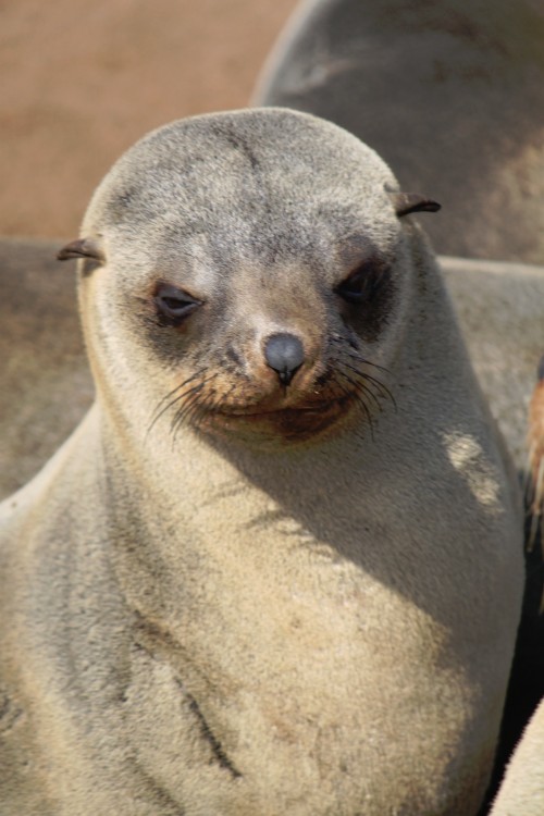 Namibie_CapeCross_2015_Img0056