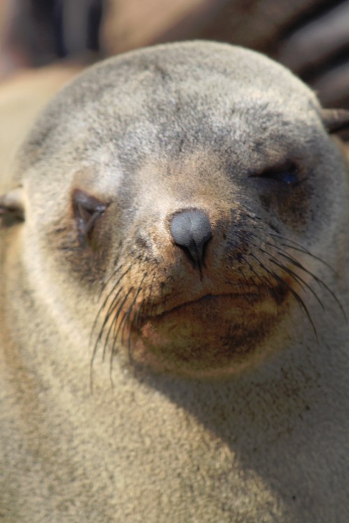 Namibie_CapeCross_2015_Img0059