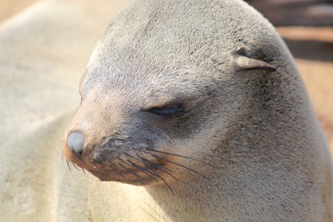 Namibie_CapeCross_2015_Img0060