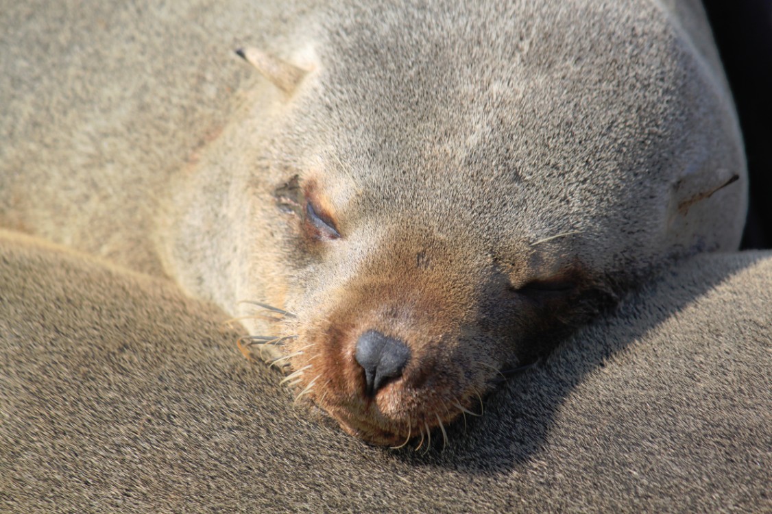 Namibie_CapeCross_2015_Img0062