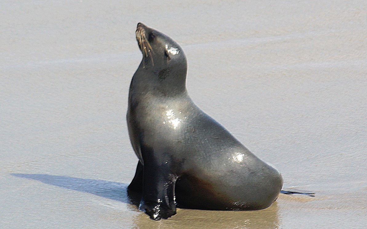 Namibie_CapeCross_2015_Img0082a