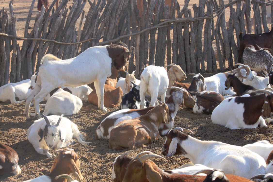 Namibie_Himba_2015_Img0036