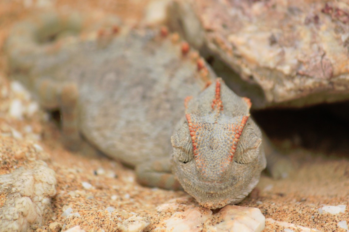 Namibie_LivingDesert_2015_Img0013