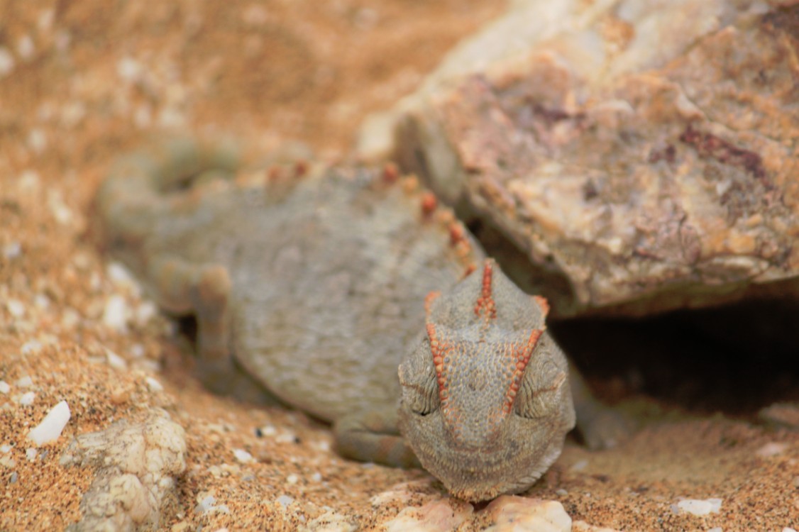 Namibie_LivingDesert_2015_Img0014