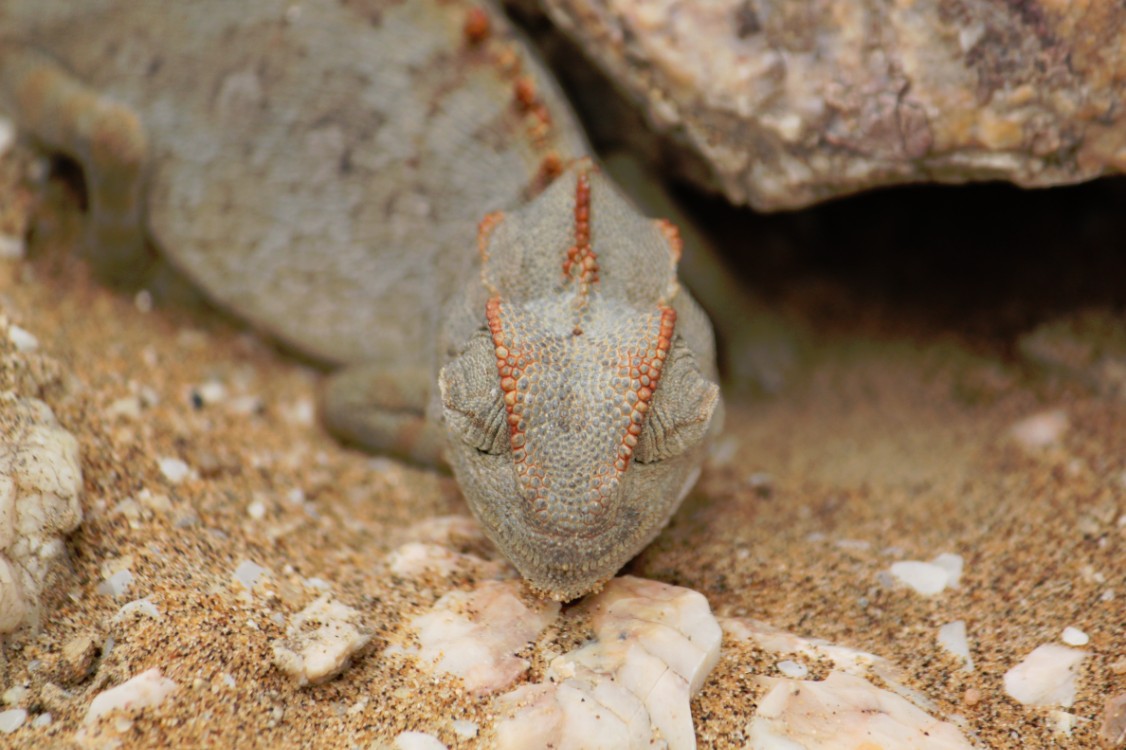 Namibie_LivingDesert_2015_Img0016