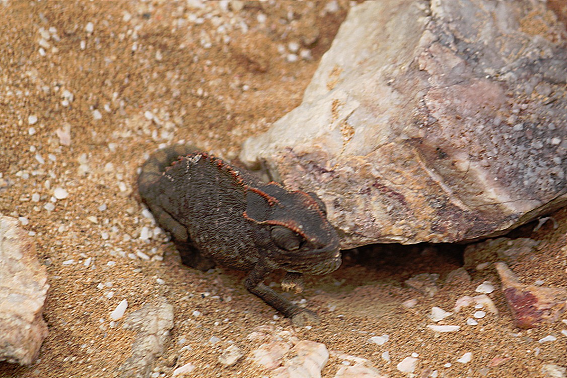 Namibie_LivingDesert_2015_Img0019