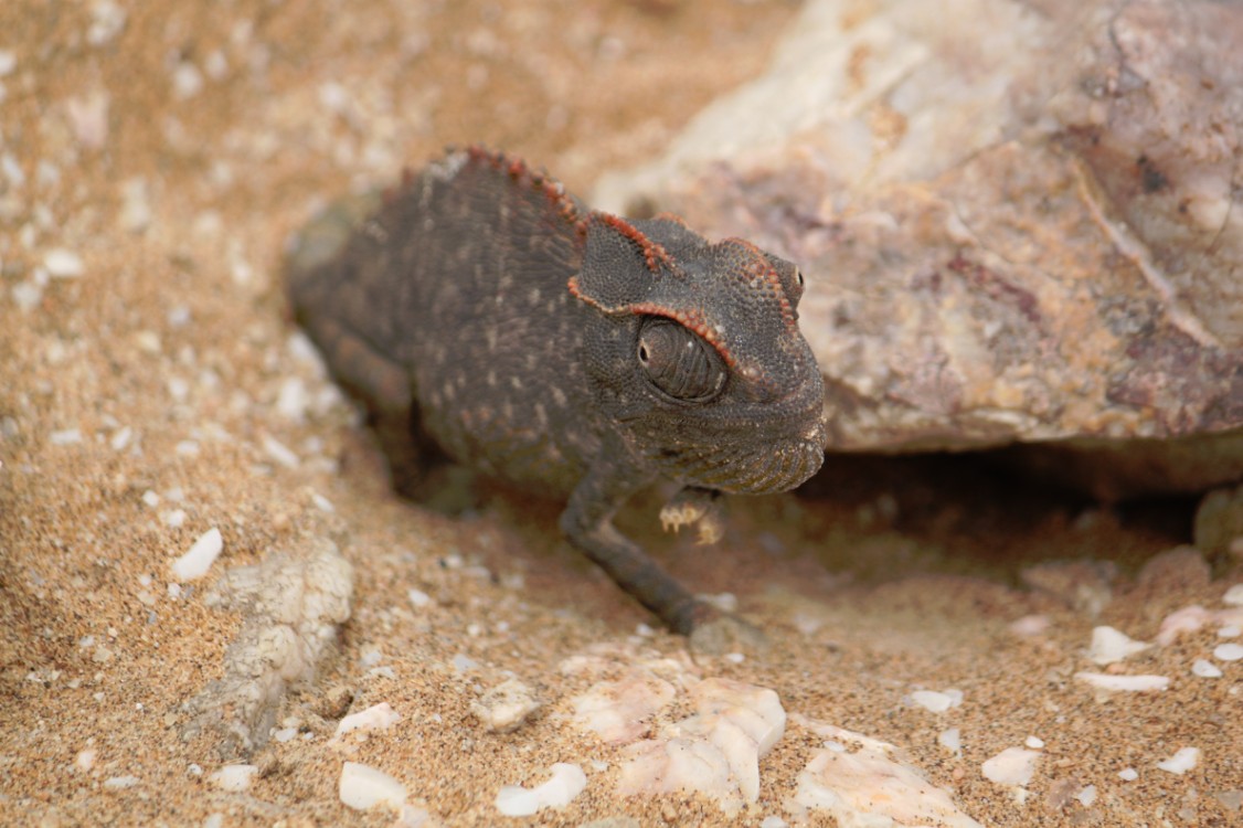 Namibie_LivingDesert_2015_Img0020