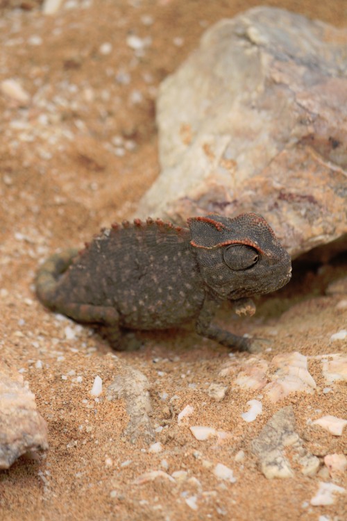 Namibie_LivingDesert_2015_Img0022