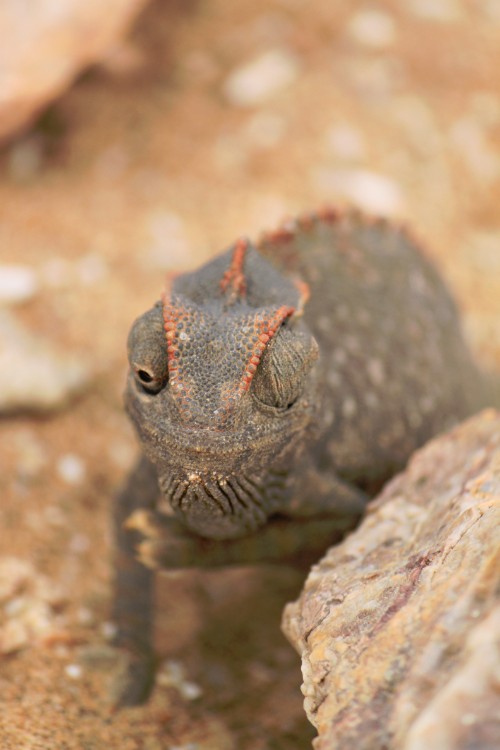 Namibie_LivingDesert_2015_Img0024