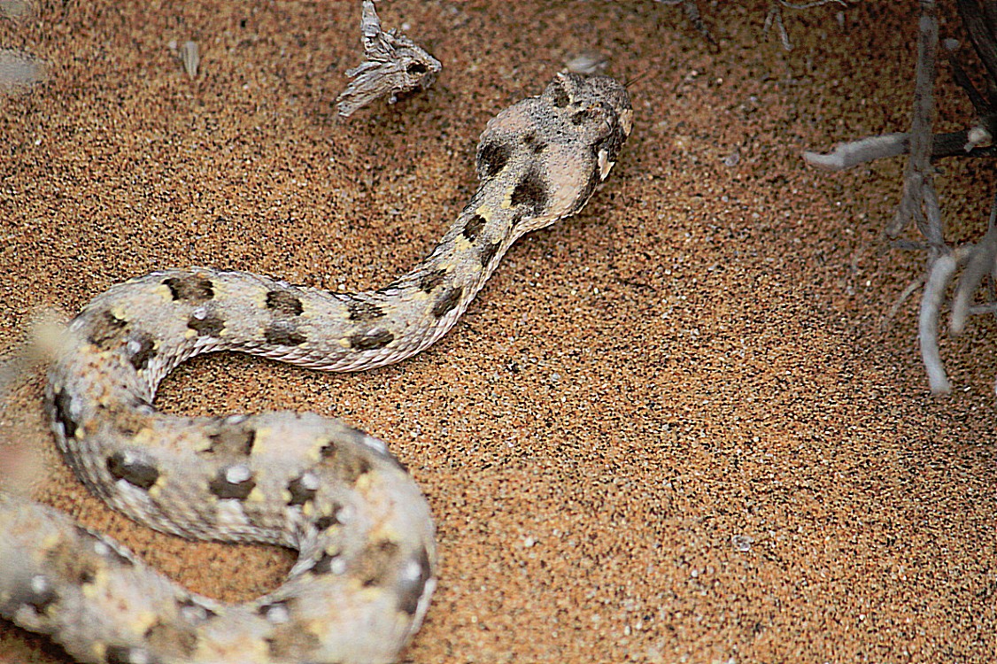 Namibie_LivingDesert_2015_Img0028