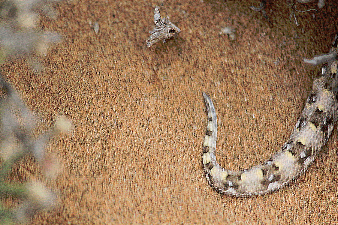 Namibie_LivingDesert_2015_Img0033