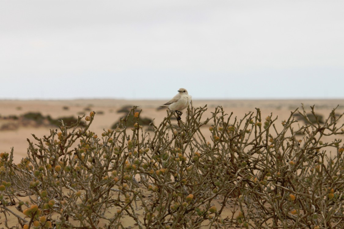 Namibie_LivingDesert_2015_Img0057