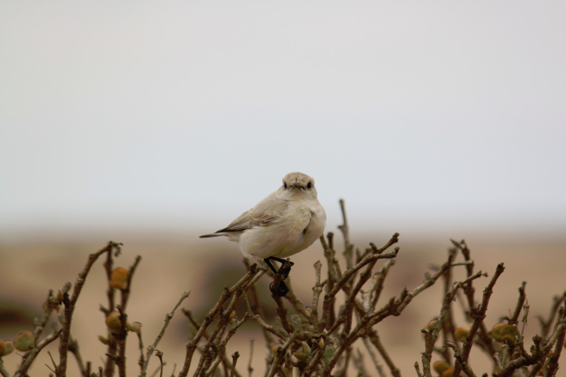 Namibie_LivingDesert_2015_Img0058