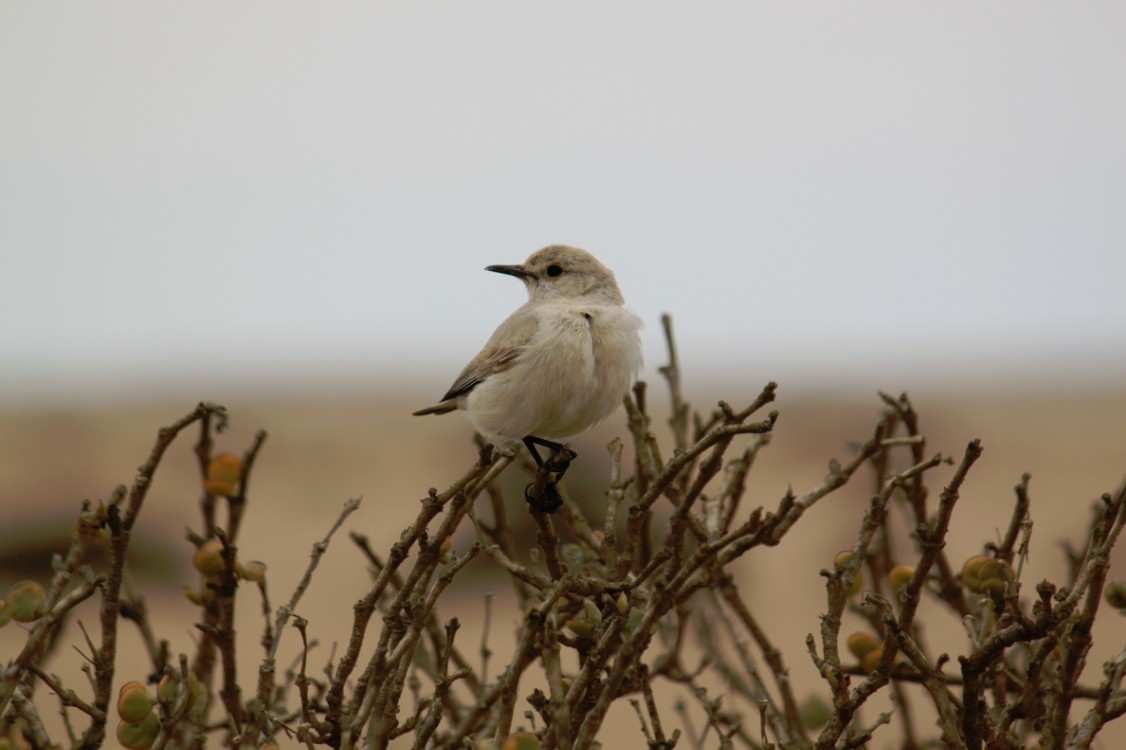 Namibie_LivingDesert_2015_Img0059