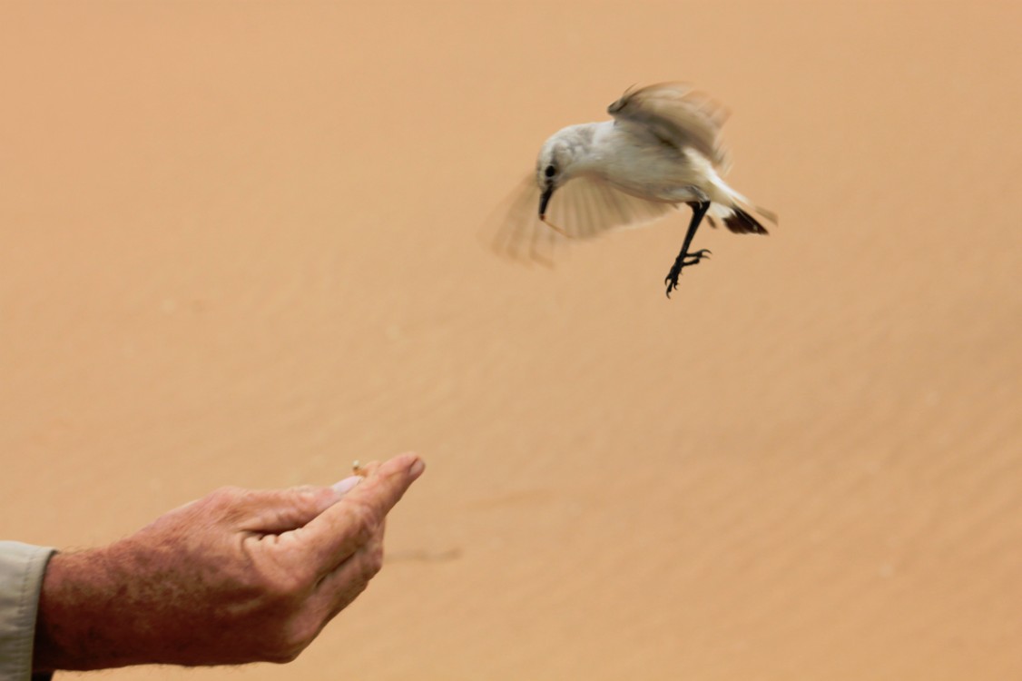 Namibie_LivingDesert_2015_Img0066