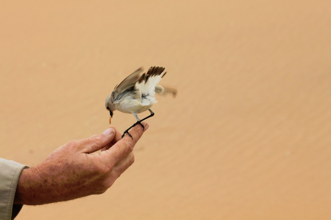 Namibie_LivingDesert_2015_Img0067