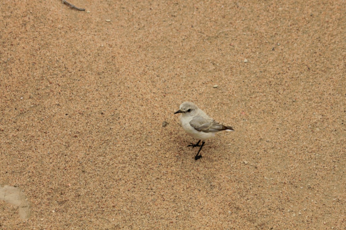 Namibie_LivingDesert_2015_Img0070