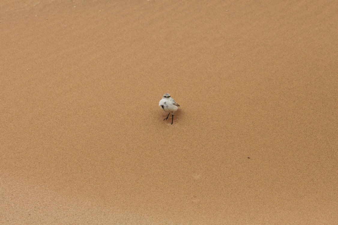 Namibie_LivingDesert_2015_Img0073