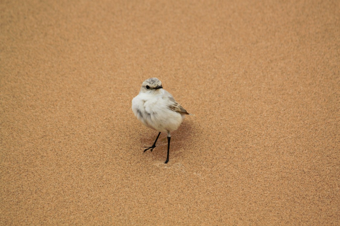 Namibie_LivingDesert_2015_Img0074