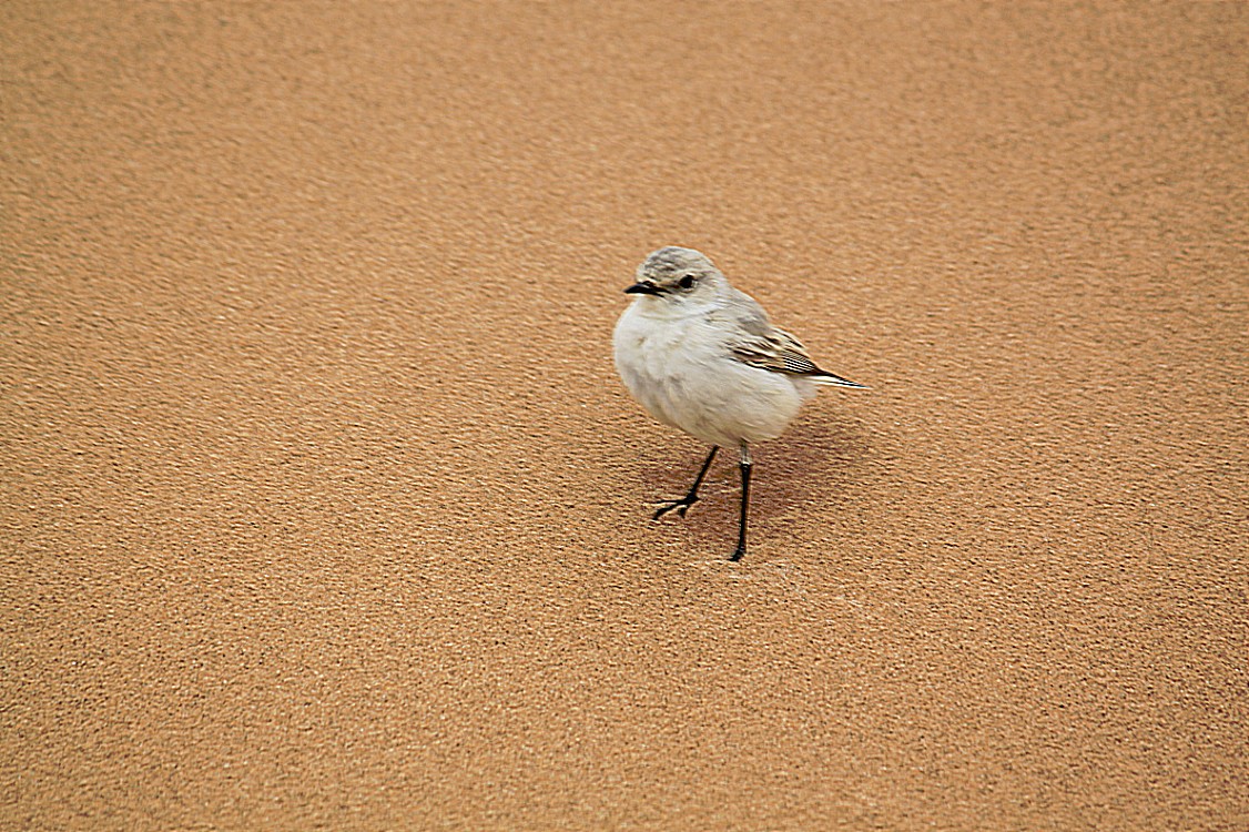 Namibie_LivingDesert_2015_Img0075