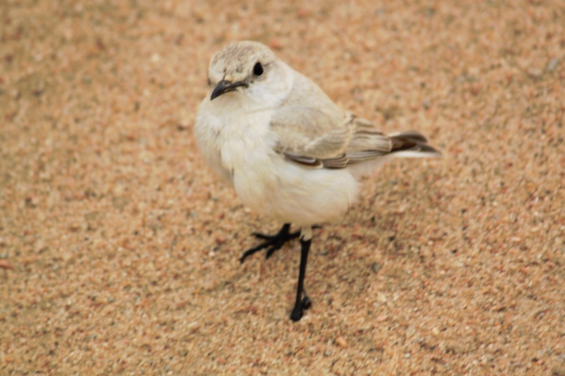 Namibie_LivingDesert_2015_Img0076