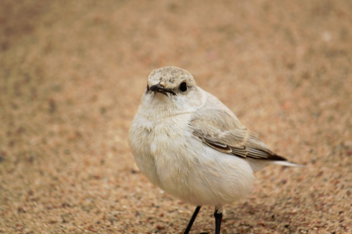 Namibie_LivingDesert_2015_Img0078