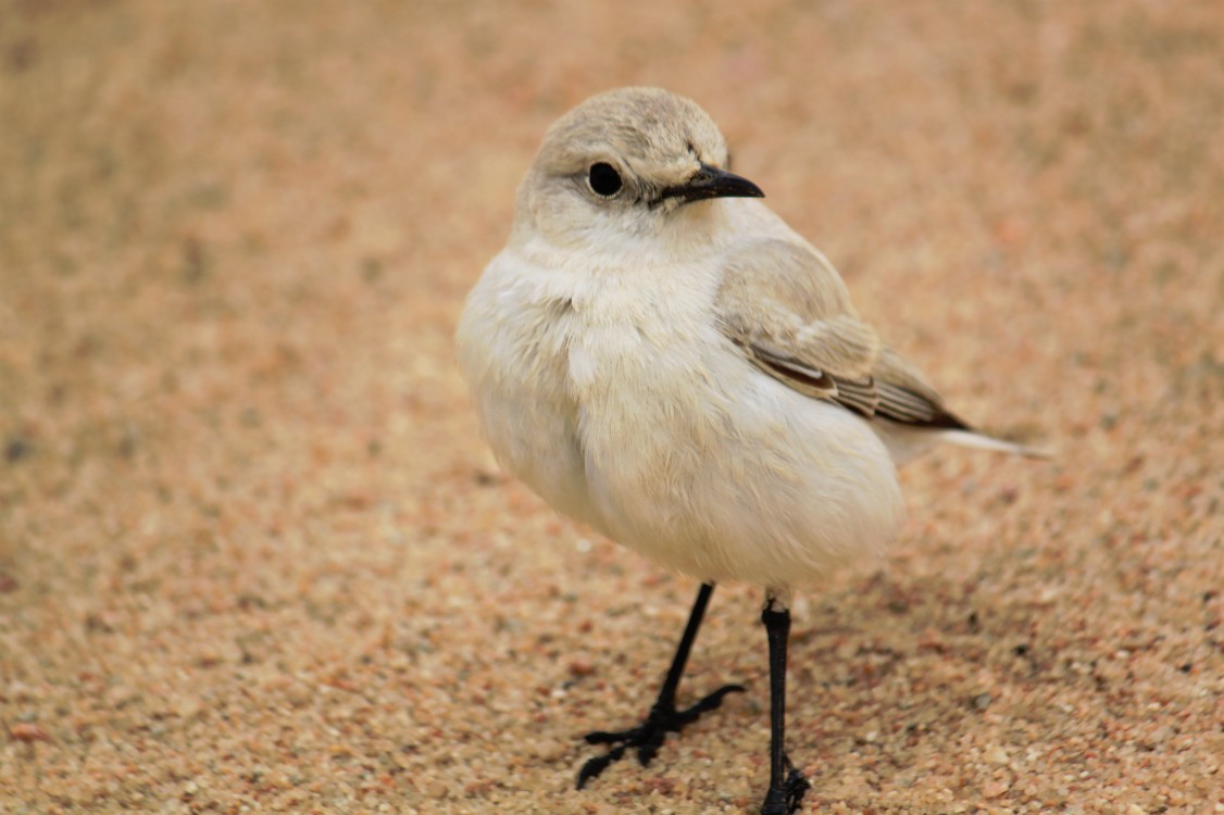 Namibie_LivingDesert_2015_Img0079