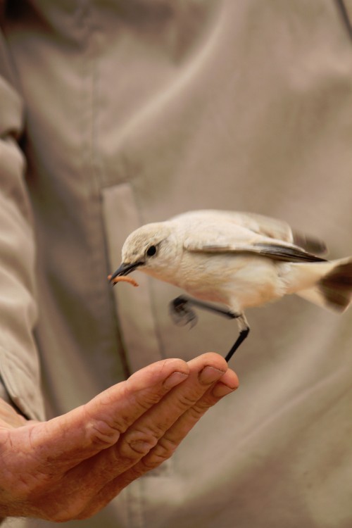 Namibie_LivingDesert_2015_Img0081