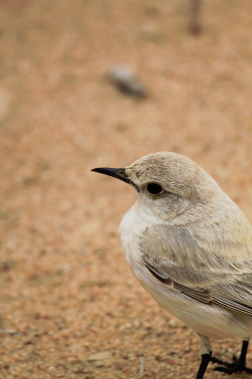 Namibie_LivingDesert_2015_Img0082