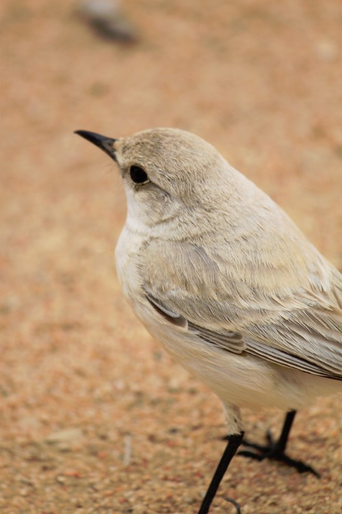 Namibie_LivingDesert_2015_Img0083