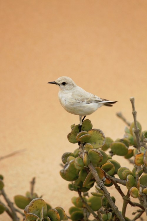 Namibie_LivingDesert_2015_Img0084