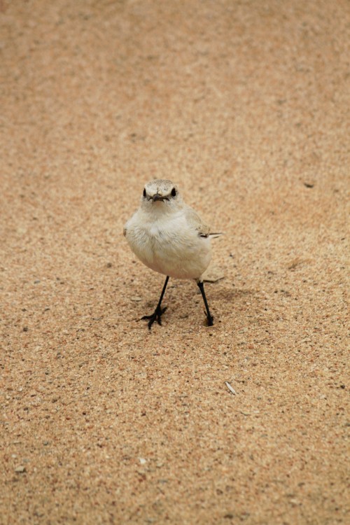 Namibie_LivingDesert_2015_Img0087
