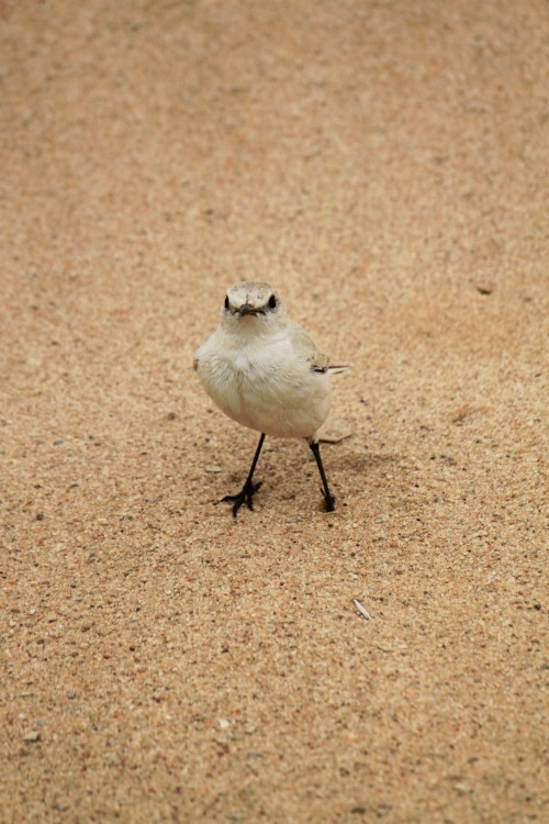 Namibie_LivingDesert_2015_Img0087