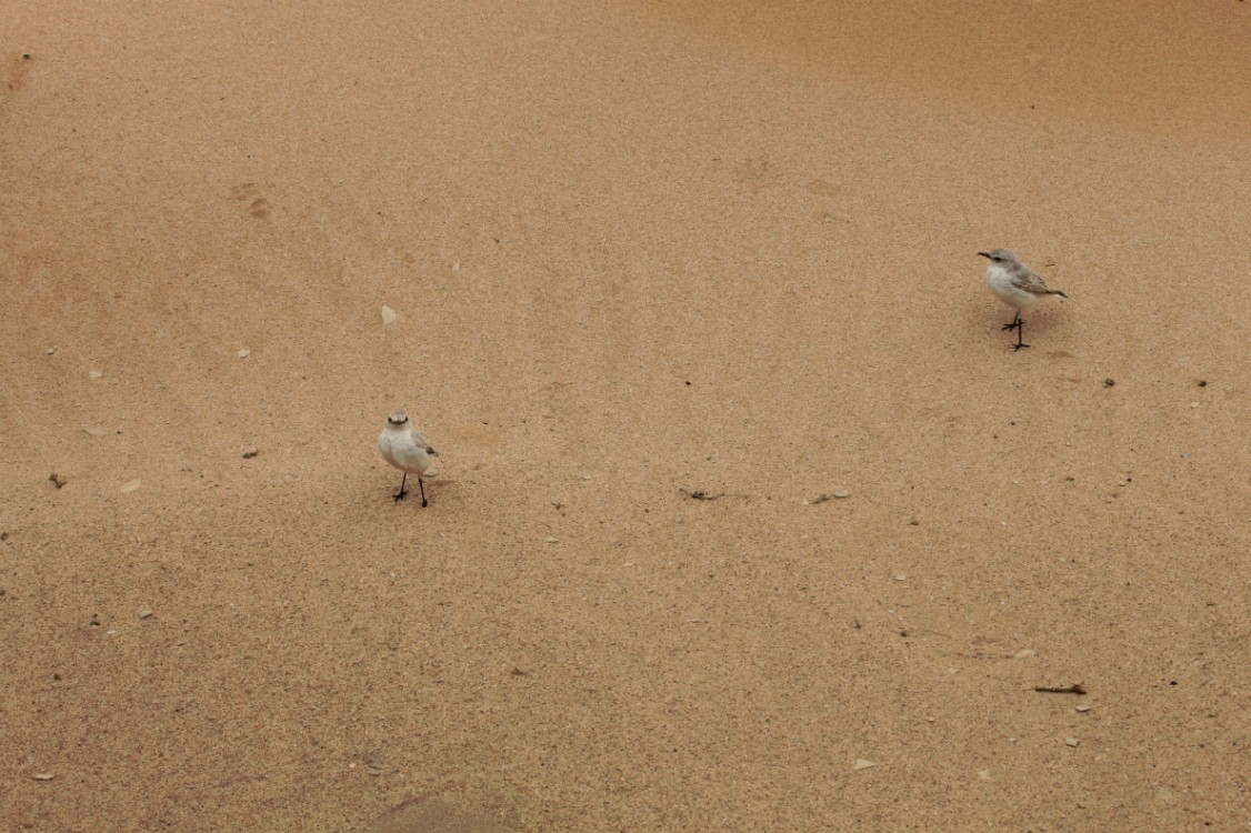 Namibie_LivingDesert_2015_Img0088