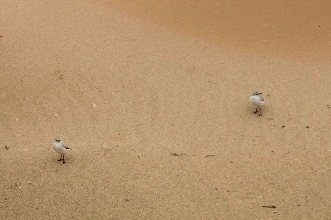 Namibie_LivingDesert_2015_Img0089