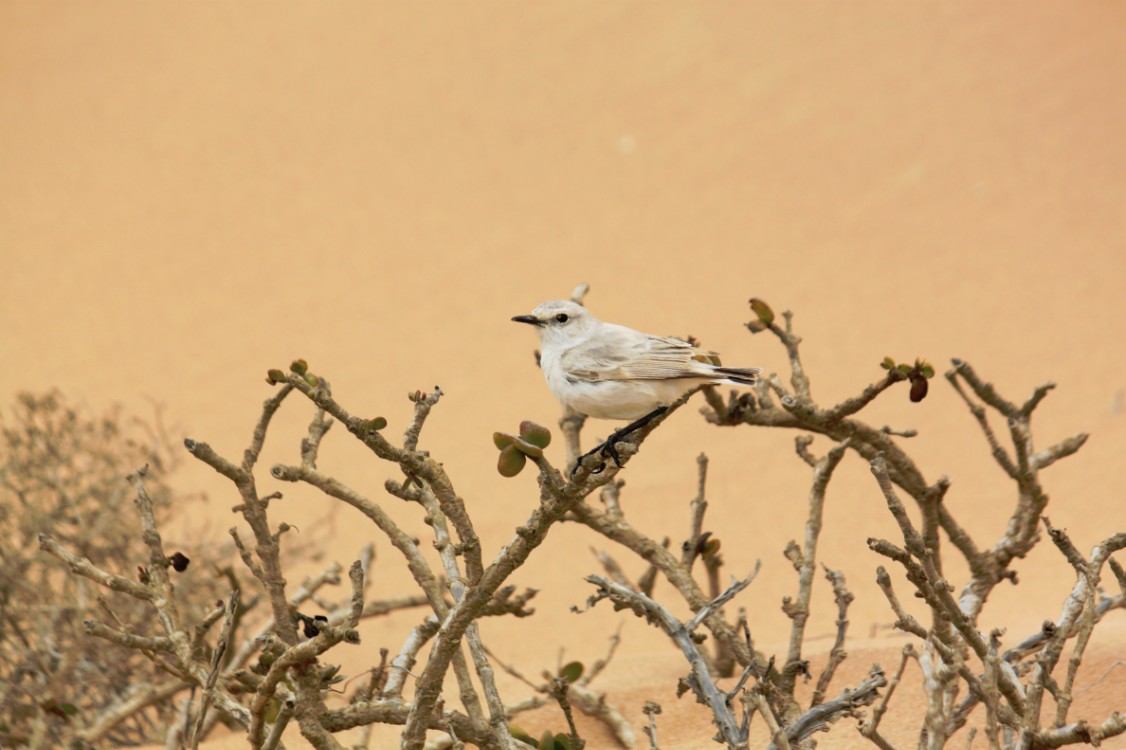 Namibie_LivingDesert_2015_Img0090