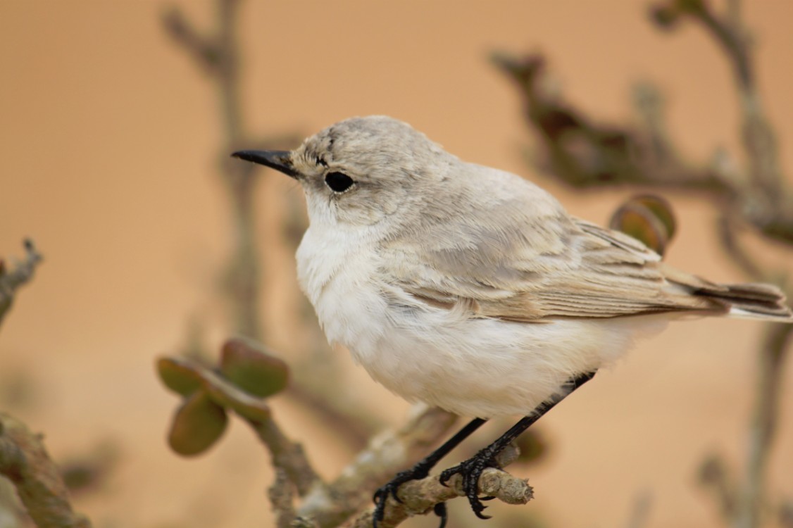 Namibie_LivingDesert_2015_Img0091