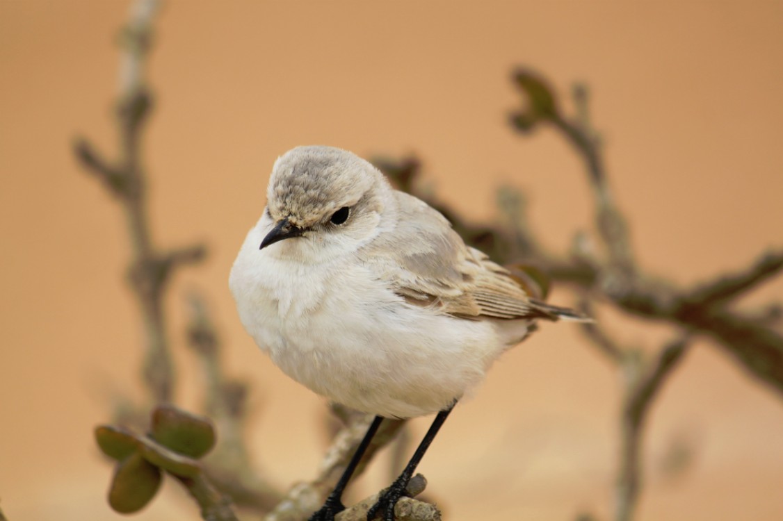 Namibie_LivingDesert_2015_Img0093