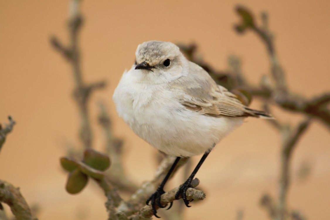 Namibie_LivingDesert_2015_Img0094