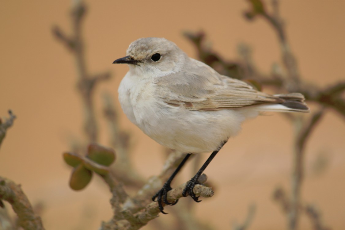 Namibie_LivingDesert_2015_Img0095