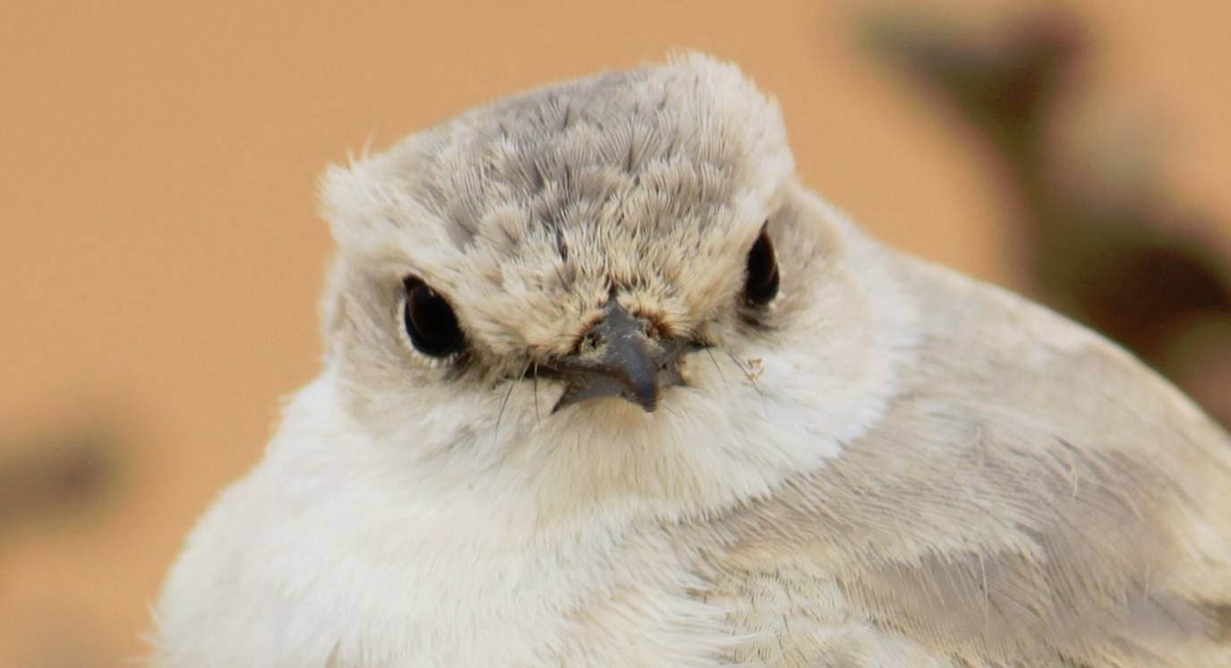 Namibie_LivingDesert_2015_Img0096