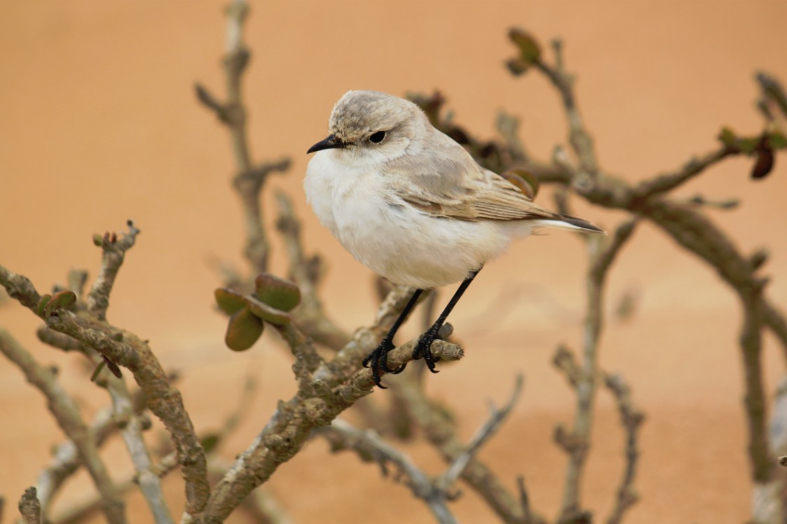 Namibie_LivingDesert_2015_Img0097