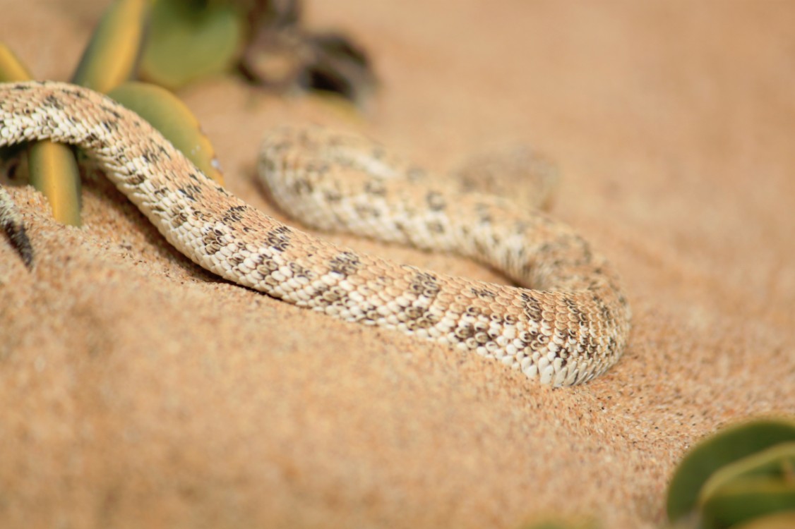 Namibie_LivingDesert_2015_Img0101